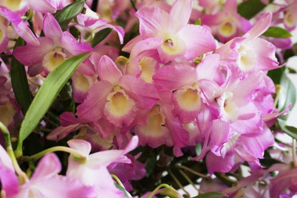 Lançamento do livro '70 Anos de Orquídeas' organizado pela Sociedade Bandeirante de Orquídeas