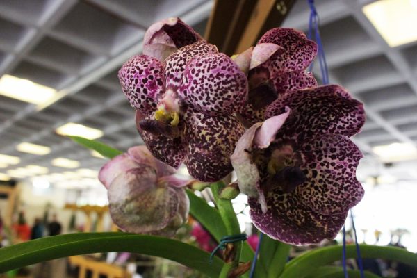 Lançamento do livro '70 Anos de Orquídeas' organizado pela Sociedade Bandeirante de Orquídeas